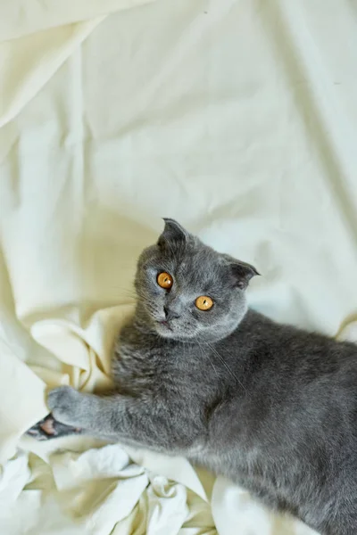 Gato Prega Escocês Cinza Acolhedor Que Põe Abaixo Manta Uma — Fotografia de Stock