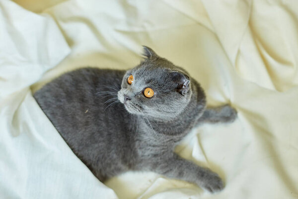 Cozy gray Scottish fold cat laying under blanket on a bed at home.  Top view. 