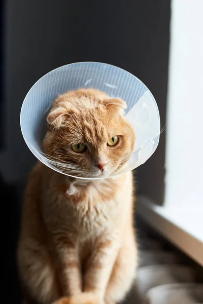 Scottish ginger cat in veterinary plastic cone on head at recovery, animal healthcare, Veterinary Concept, Domestic pe
