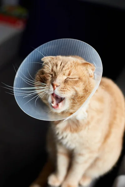 Gato Gengibre Escocês Cone Plástico Veterinário Cabeça Recuperação Cuidados Saúde — Fotografia de Stock