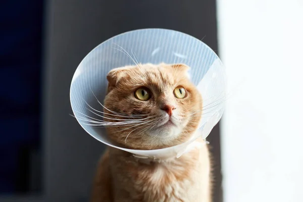 Scottish ginger cat in veterinary plastic cone on head at recovery, animal healthcare, Veterinary Concept, Domestic pe