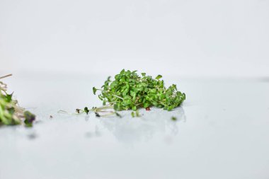 Mikro yeşil hardal filizi yığını, beyaz arka planda mikro yeşiller. Sağlıklı beslenme konsepti taze bahçe ürünü, kopya spac