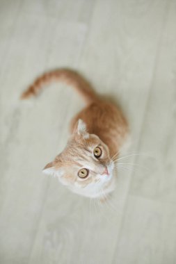 İskoç katlama genç kedi evde, neşeli kedi, komik, evcil hayvanları seviyor.