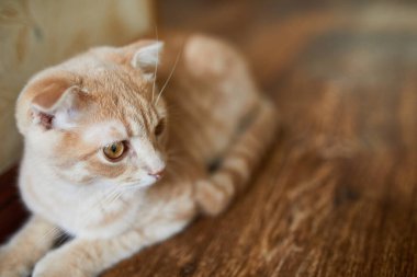 İskoç kıvrımlı genç kedi evde yerde yatıyor, şakacı kedi, komik, evcil hayvanları seviyor..