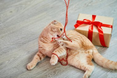 Evde hediye kutusu olan İskoç zencefilli yong kedisi, neşeli kedi, komik, evcil hayvanları seven, Noel