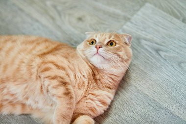 İskoç kıvrımlı genç kedi evde yerde yatıyor, şakacı kedi, komik, evcil hayvanları seviyor..