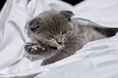 Cute british gray kitten on the bed  licks its paw at home, funny cat  looking into the camera. Love animals, pet.