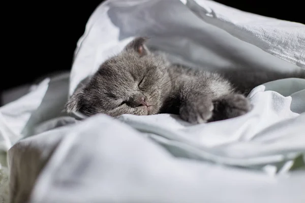 Cute british gray kitten sleeping on the bed at home, funny cat sleep. Love animals, pet.