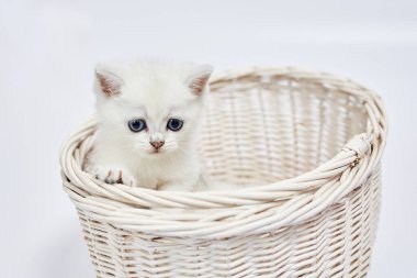 Güzel beyaz bir kedi yavrusu İngiliz Gümüş çinçillası beyaz bir arka planda sepette oturuyor.