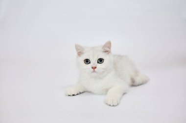 Beyaz arka planda güzel beyaz bir kedi yavrusu İngiliz Gümüş çinçillası