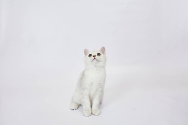 Beyaz arka planda güzel beyaz bir kedi yavrusu İngiliz Gümüş çinçillası