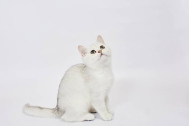 Beyaz arka planda güzel beyaz bir kedi yavrusu İngiliz Gümüş çinçillası