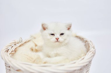 Güzel beyaz bir kedi yavrusu İngiliz Gümüş çinçillası beyaz bir arka planda sepette oturuyor.