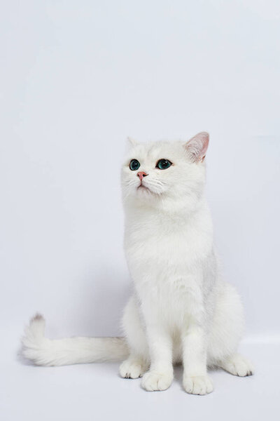 A beautiful white kitten British Silver chinchilla on a white background