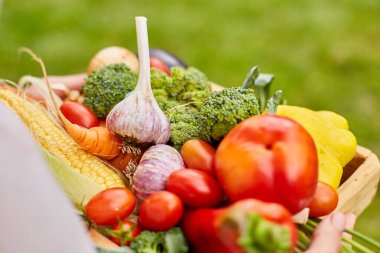 Female hold in hands wooden box with different fresh farm vegetables, Autumn harvest and healthy organic bio food concept, Garden produce and harvested vegetable