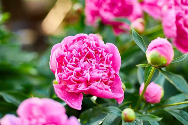 Blommande Rosa Pioner Blomsterträdgård Sommar Solig Dag Utomhus — Stockfoto