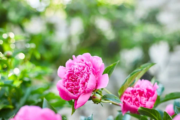 Pivoines Roses Fleuries Dans Jardin Fleuri Par Une Journée Ensoleillée — Photo