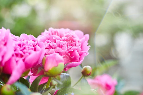 Peonías Rosadas Florecientes Jardín Flores Día Soleado Verano Aire Libre — Foto de Stock