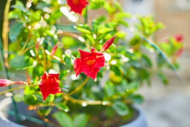 Dipladenia, Mandevilla Sanderi güneş ışığı, bahçe konsepti..