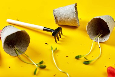 Düz turba kapları, eldivenler, bahçe aletleri ve yeşillikler sarı arka planda, bahar bahçesi çalışma konsepti, metin için yer kopyalama, üst görünüm