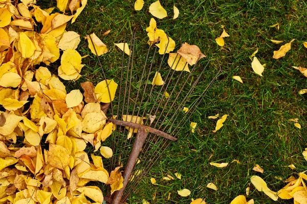 Top view pile of fall leaves with rake on lawn, Beautiful yellow autumn leaves, outdoor, golden autumn