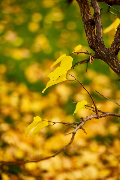 Fundo Folhas Outono Amarelo Bonito Árvores Ventosas Luz Solar Livre — Fotografia de Stock