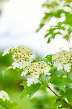 Küçük, beyaz çiçeklerden oluşan bir demet, yeşil bir çalılıkta güler, arka planda diğer çiçekler görünür..