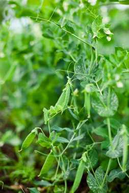 Bahçedeki bir sarmaşıkta büyüyen yeşil bezelye kabuklarının yakın çekimi..