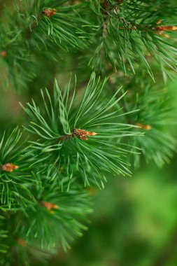 Çam iğneleri, dallar ve koniler bu yakın plan görüntüde görünür..