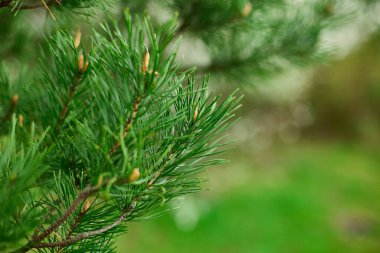 Çam iğneleri, dallar ve koniler bu yakın plan görüntüde görünür..
