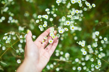 Bir el yeşil bir çayırda açan küçük beyaz çiçek kümesine uzanır..