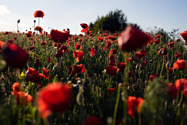 Defocused, blurred wild poppies field background.