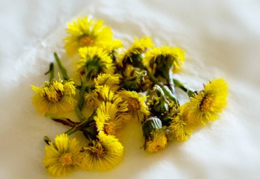 Bahar güneşleri. Coltsfoot 'u kurutmaya odaklan. Kapat..