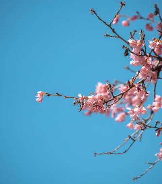 Mavi gökyüzü ile çiçek açmış kiraz çiçekleri.