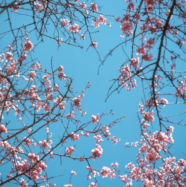 Mavi gökyüzü ile çiçek açmış kiraz çiçekleri.