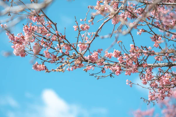 stock image Cherry blossom in full bloom with blue sky