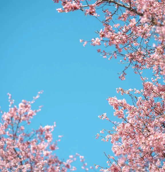 Mavi Gökyüzü Ile Çiçek Açmış Kiraz Çiçekleri Stok Fotoğraf