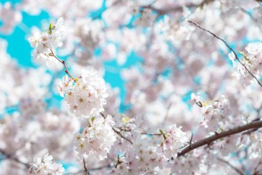 Mavi gökyüzü ile çiçek açmış kiraz çiçekleri.