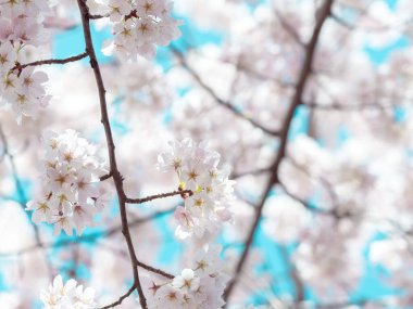 Mavi gökyüzü ile çiçek açmış kiraz çiçekleri.