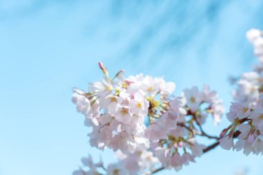 Mavi gökyüzü ile çiçek açmış kiraz çiçekleri.