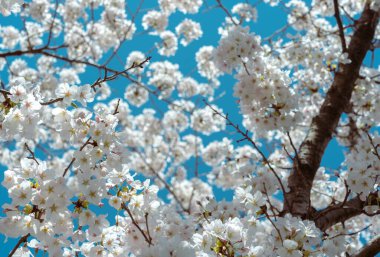 Mavi gökyüzü ile çiçek açmış kiraz çiçekleri.