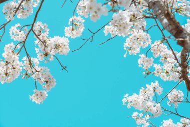 Mavi gökyüzü ile çiçek açmış kiraz çiçekleri.