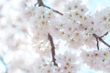 Mavi gökyüzü ile çiçek açmış kiraz çiçekleri.