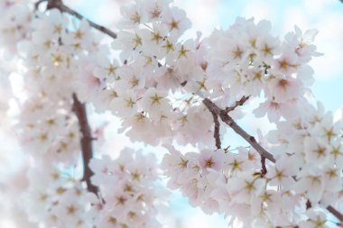 Mavi gökyüzü ile çiçek açmış kiraz çiçekleri.