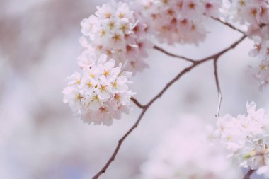 Mavi gökyüzü ile çiçek açmış kiraz çiçekleri.