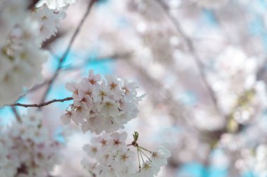 Mavi gökyüzü ile çiçek açmış kiraz çiçekleri.