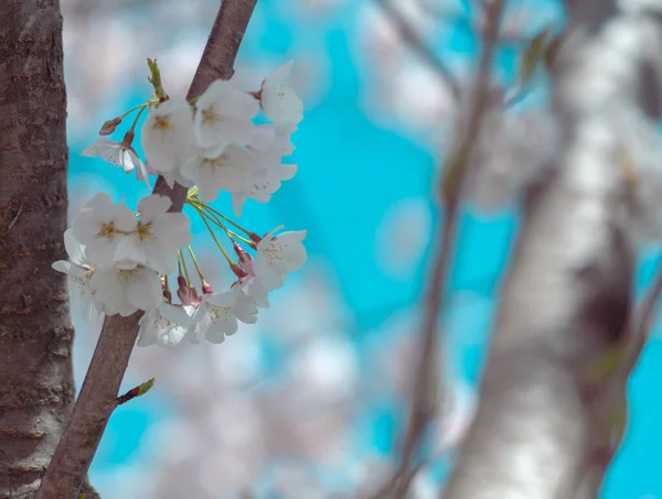 満開の桜と青空 — ストック写真