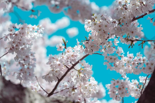 Flor Cerezo Plena Floración Con Cielo Azul —  Fotos de Stock