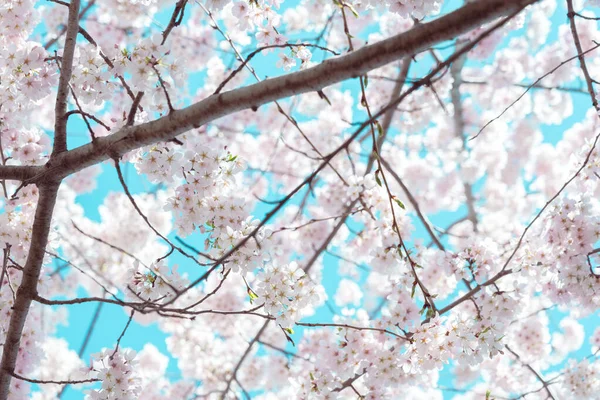 樱花盛开蓝天 — 图库照片