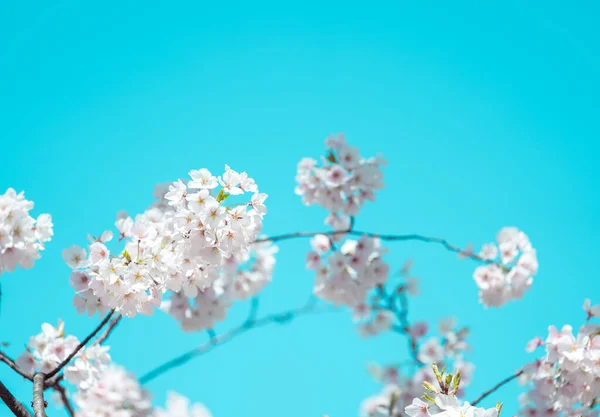 stock image Cherry blossom in full bloom with blue sky